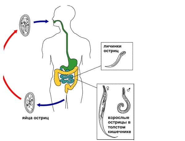 Жизненный цикл