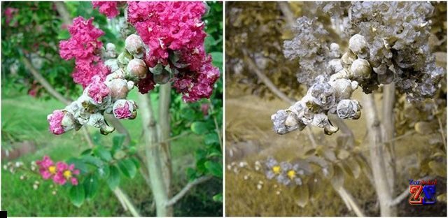 Монохромазия: монохрономное видение Монохромазия: монохрономное видение