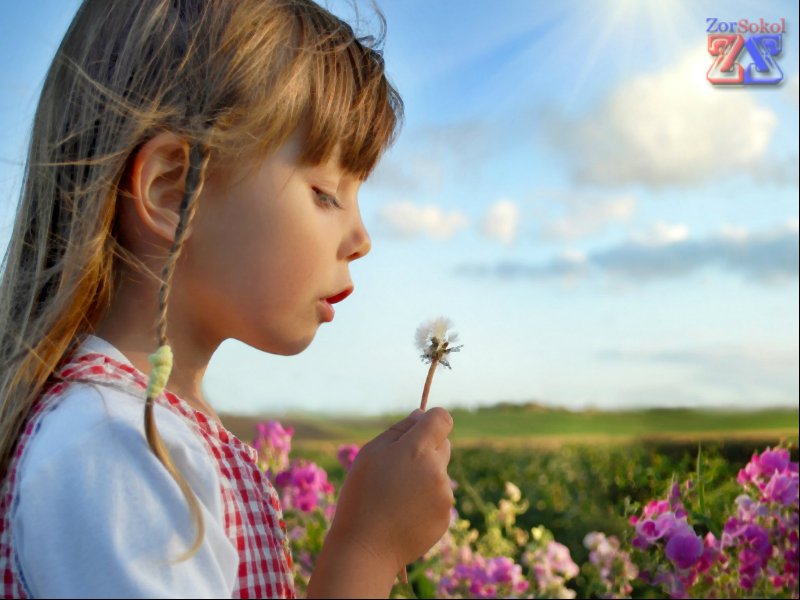 Пыльца растений - известный аллерген Пыльца растений - известный аллерген