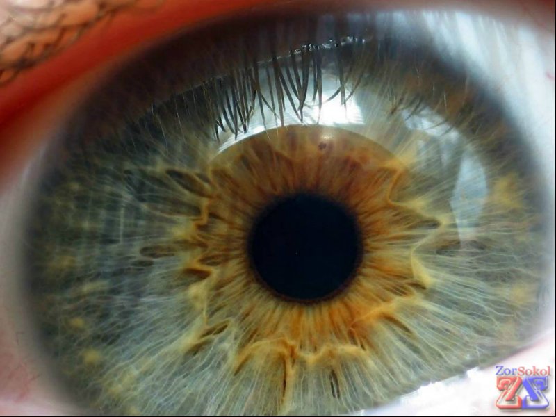 Причин для развития патологии много Причин для развития патологии много