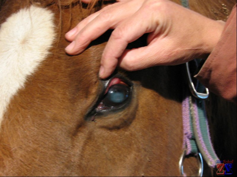 Лейкома у коров Лейкома у коров