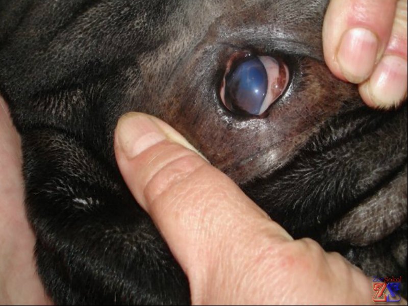 Лейкома у шарпея Лейкома у шарпея