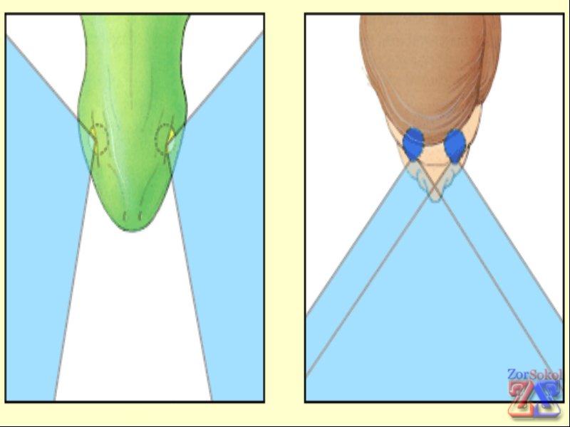 Зона охвата бинокулярным зрением у нас и змей Зона охвата бинокулярным зрением у нас и змей