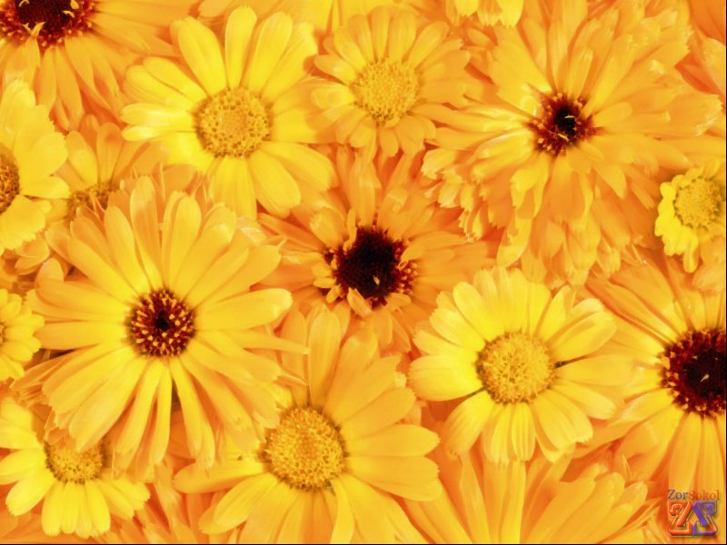 Календула - хорошее средство от глазного воспаления Календула - хорошее средство от глазного воспаления