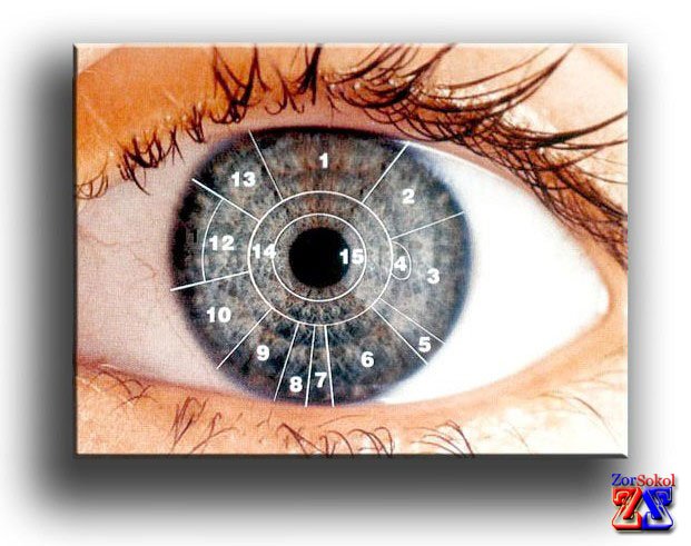 blizorukost-i-dalnozorkost-1