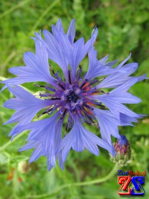 Василек - тоже лекарственное растение Василек - тоже лекарственное растение