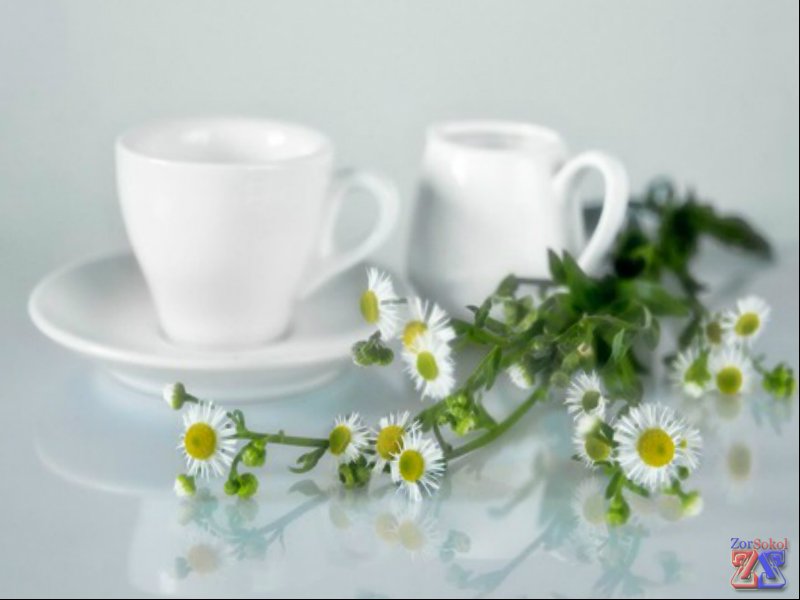 Для лечения можно использовать алоэ и отвары трав Для лечения можно использовать алоэ и отвары трав