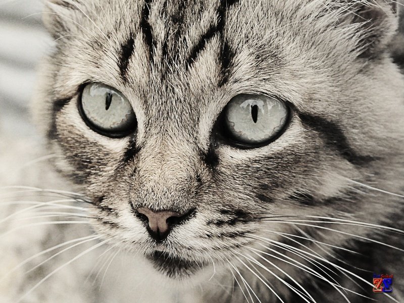 Среди кошек часто встречаются сероглазки Среди кошек часто встречаются сероглазки