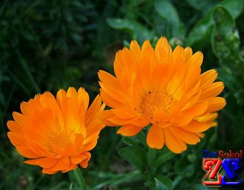 Цветок каланхоэ Цветок каланхоэ