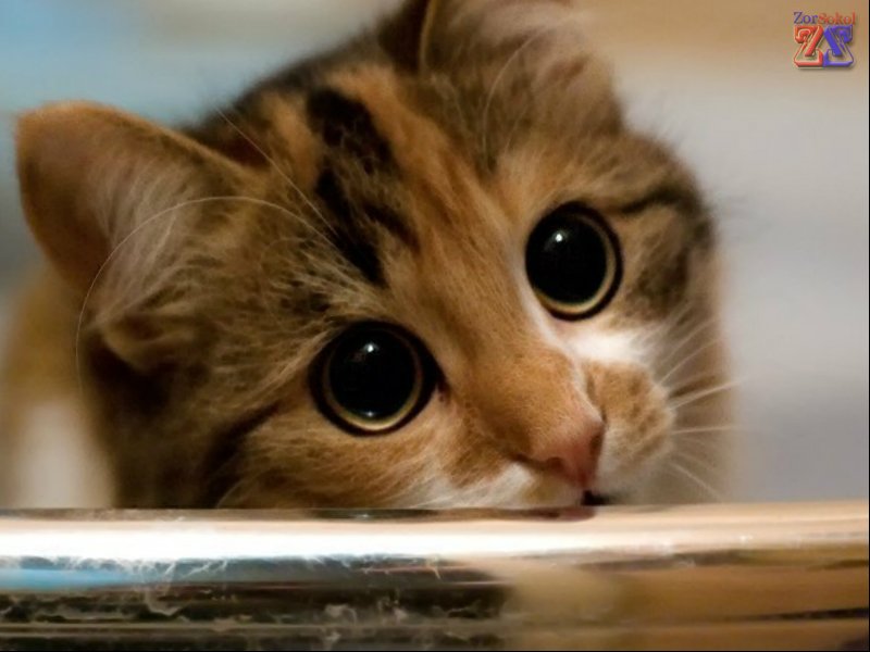 Работу зрачков хорошо показывают кошки Работу зрачков хорошо показывают кошки