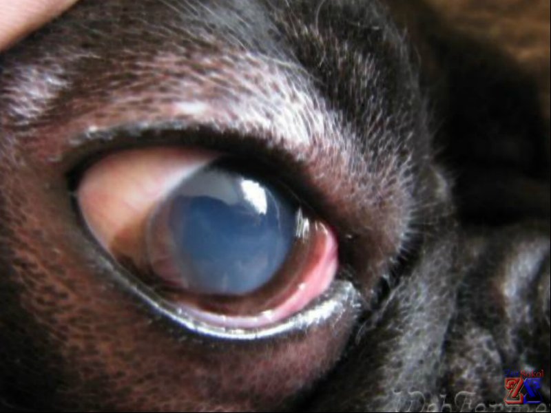 Основной признак кератита у домашних животных - помутнение роговицы Основной признак кератита у домашних животных - помутнение роговицы