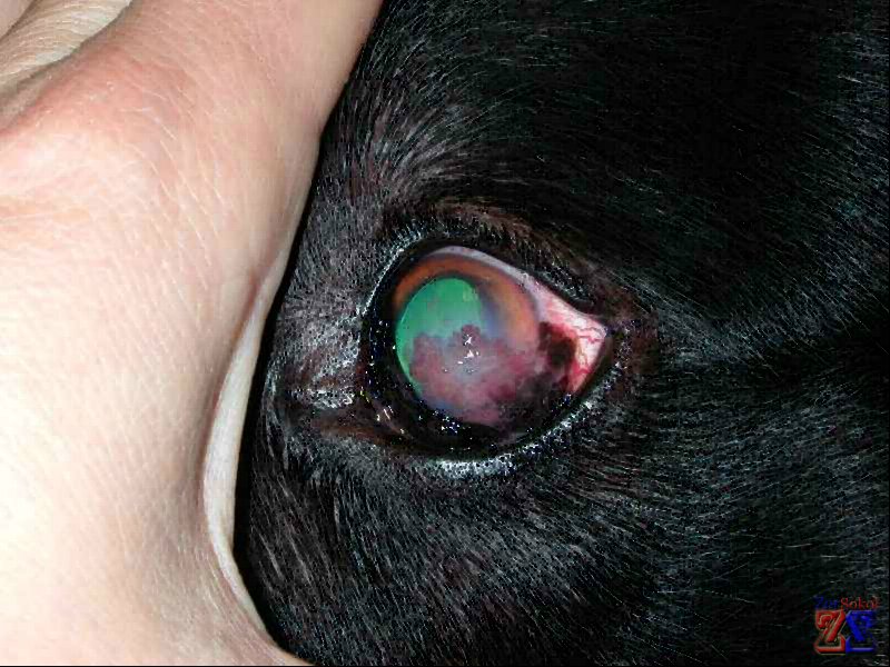 Хроническая поверхностная форма кератита Хроническая поверхностная форма кератита