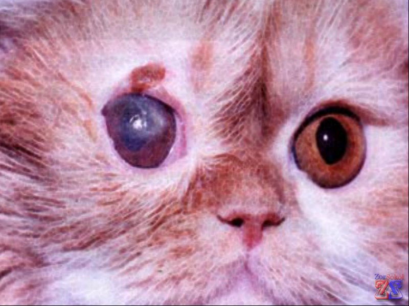 Язвенная форма кератита у персидского кота Язвенная форма кератита у персидского кота