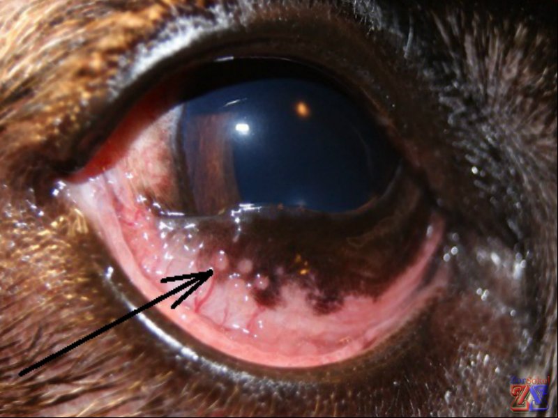 Фолликулы при флегмонозном коньюктивите Фолликулы при флегмонозном коньюктивите