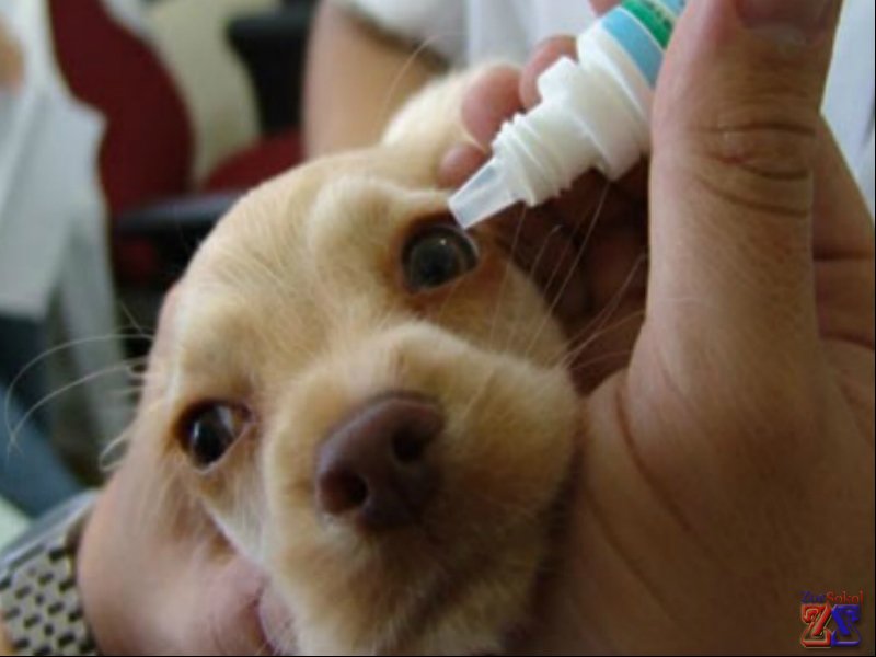 Нужно промыть глаза собаке и закапать глазные капли Нужно промыть глаза собаке и закапать глазные капли