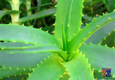 Алое-вера Алое-вера
