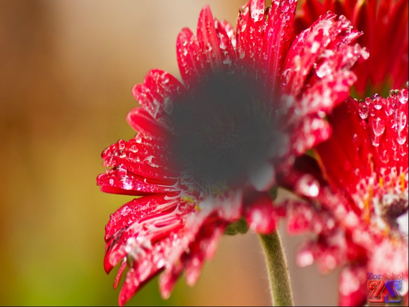 Появление темного пятна перед глазами - тревожный признак Появление темного пятна перед глазами - тревожный признак