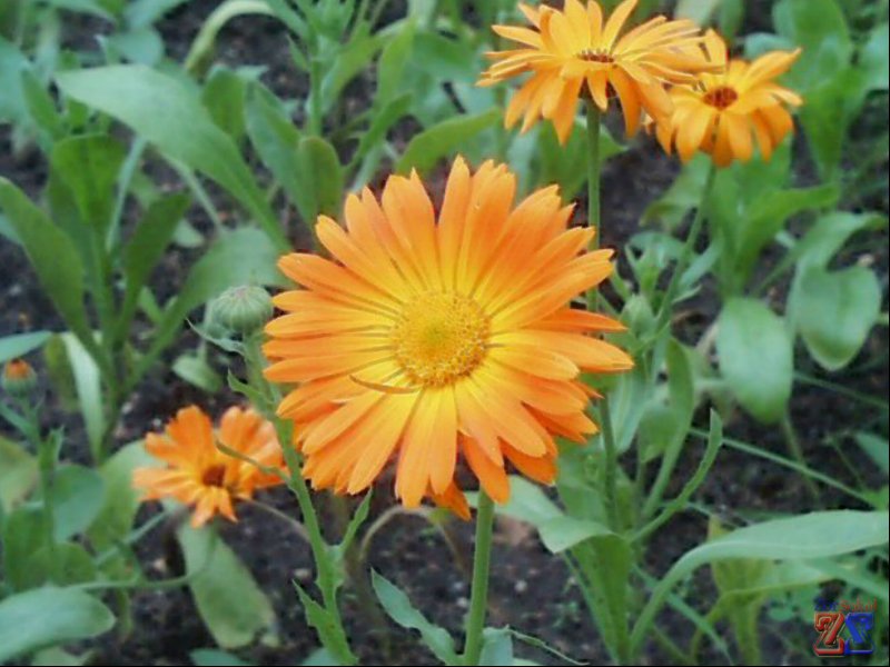 Календула - прекрасное лекарство от конъюнктивита Календула - прекрасное лекарство от конъюнктивита