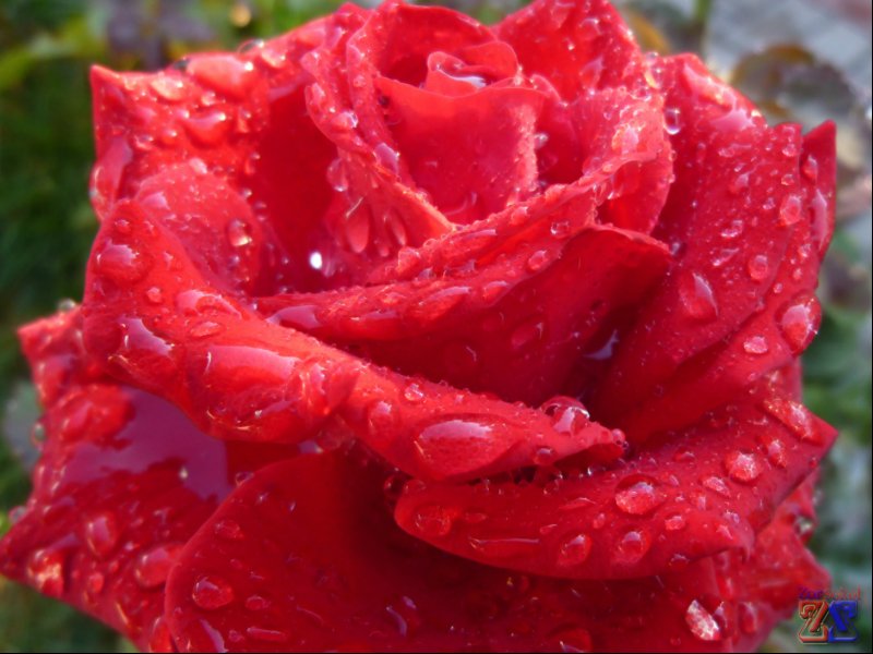 Роза может излечить не только душу, но и глазки Роза может излечить не только душу, но и глазки