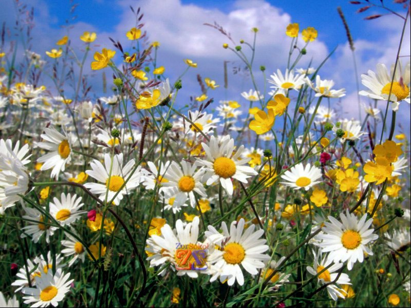 Целебная травушка-муравушка Целебная травушка-муравушка