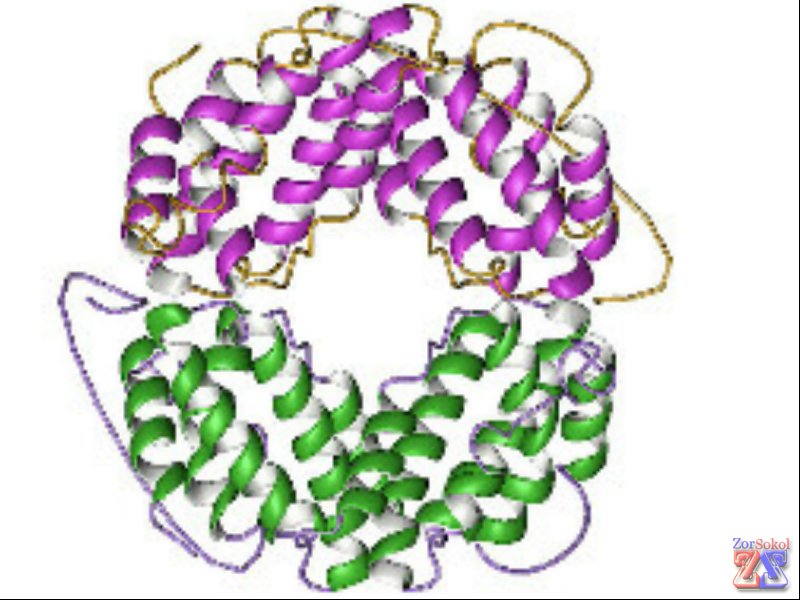 Интерферон - низкомолекулярный белок Интерферон - низкомолекулярный белок