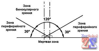 Зоны бинокулярного и периферийного зрения Зоны бинокулярного и периферийного зрения