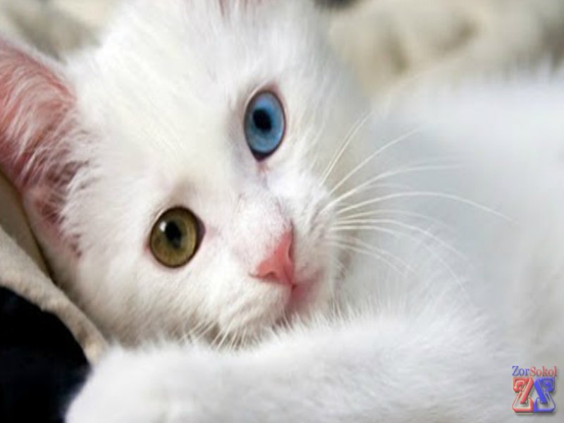 У каждого глаза должна быть своя линза У каждого глаза должна быть своя линза