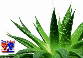 Лечение заболевания глаз народными средствами Лечение заболевания глаз народными средствами