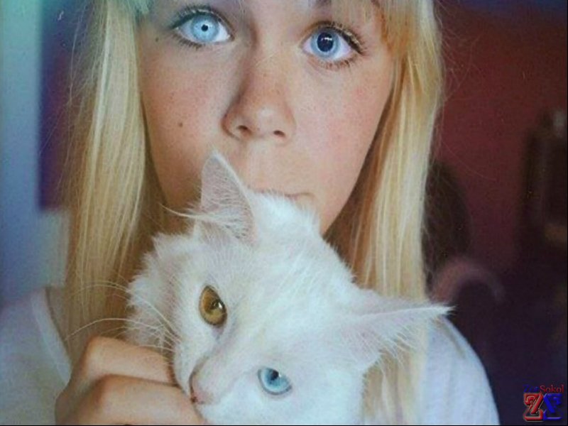 Девочка с разными зрачками, кот с разноцветными глазами Девочка с разными зрачками, кот с разноцветными глазами