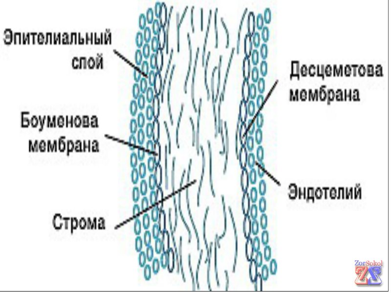 Структура роговой оболочки Структура роговой оболочки