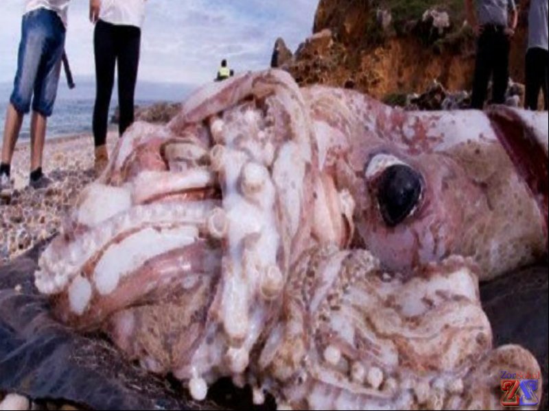 Гигантский кальмар Гигантский кальмар