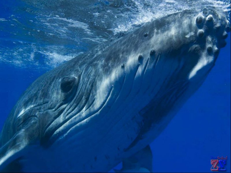 Синий кит Синий кит