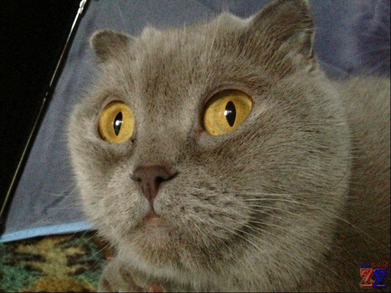 Лечить животных тетрациклином нужно осторожно Лечить животных тетрациклином нужно осторожно