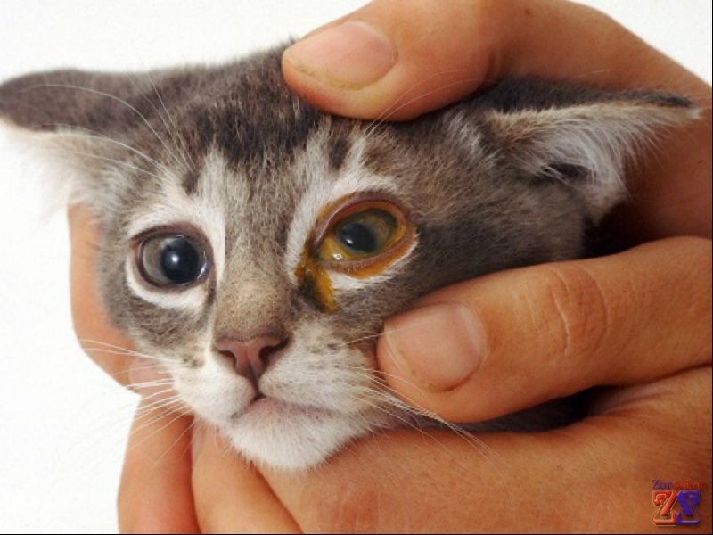 Показания к применению: инфекционные заболевания глаз у кошки Показания к применению: инфекционные заболевания глаз у кошки