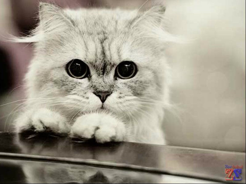 Некоторые кошки после закапывания могут 5-6 минут испытывать дискомфорт Некоторые кошки после закапывания могут 5-6 минут испытывать дискомфорт