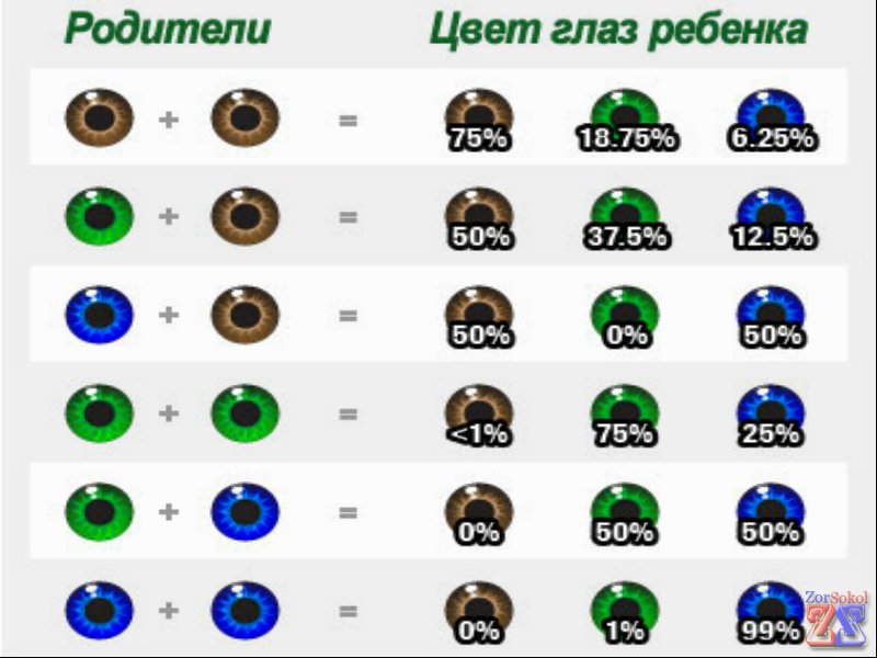 Таблица для определения цвета глазок у будущих детей Таблица для определения цвета глазок у будущих детей