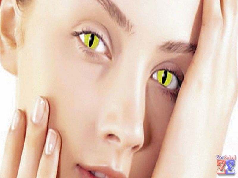 Дикая кошечка Дикая кошечка