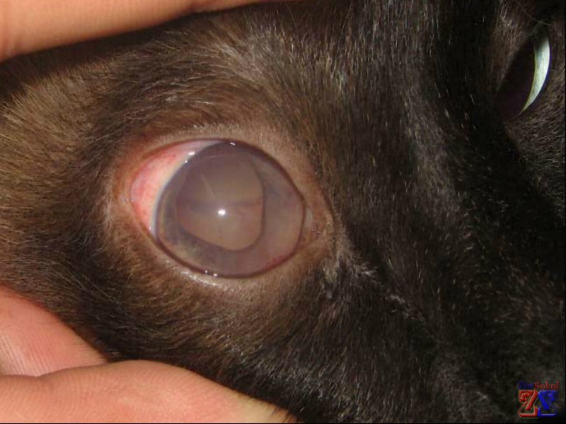 Собаки и кошки тоже страдают увеитами Собаки и кошки тоже страдают увеитами