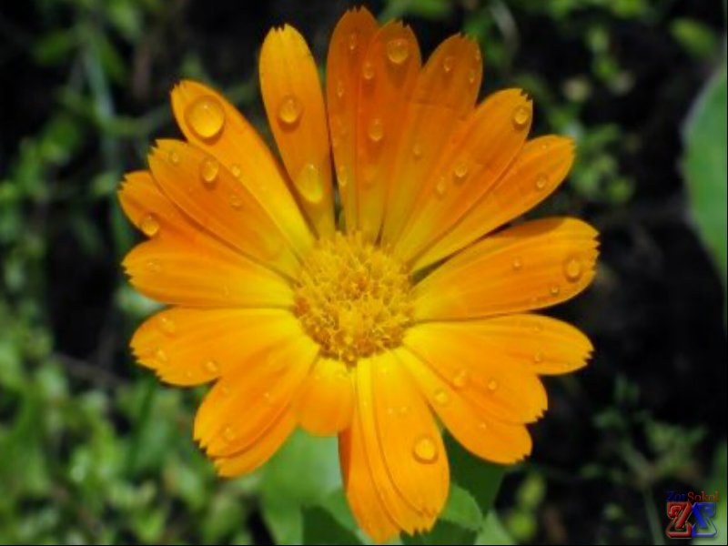 Отвар календулы - хорошая помощь в лечении увеита Отвар календулы - хорошая помощь в лечении увеита