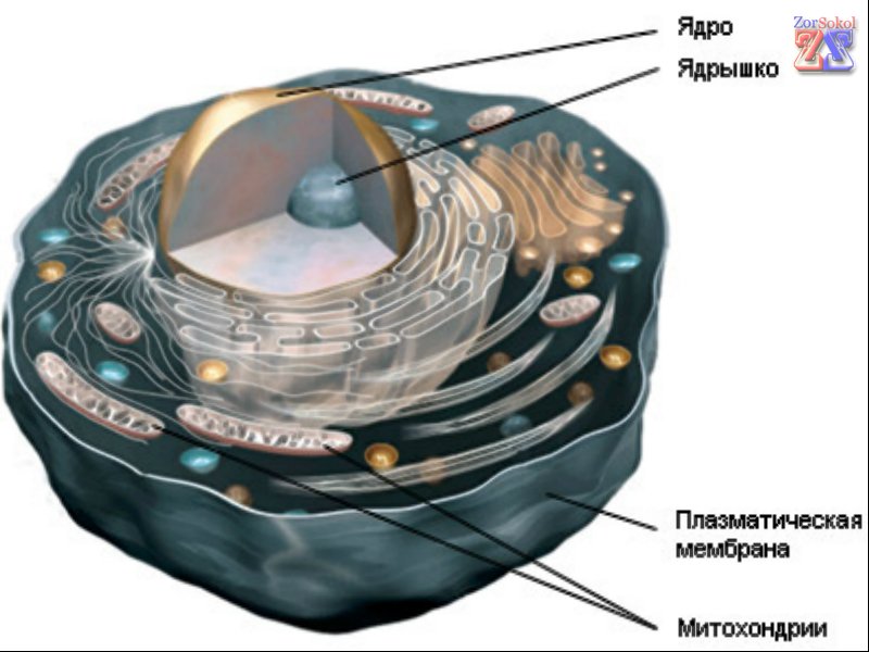 Расположение митохондрий в клетке Расположение митохондрий в клетке