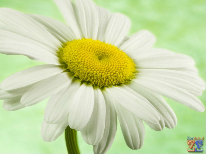 Можно промывать глаза ромашковым настоем Можно промывать глаза ромашковым настоем