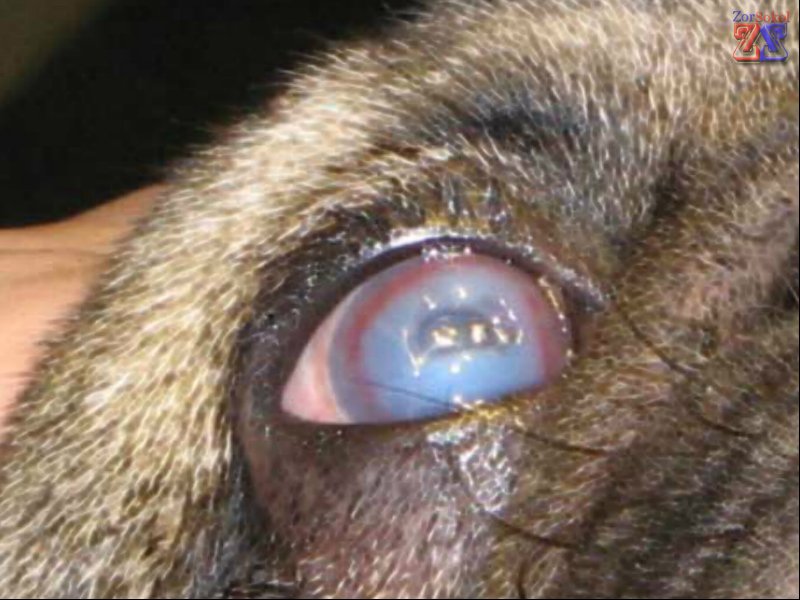 Вид язвы у собак Вид язвы у собак