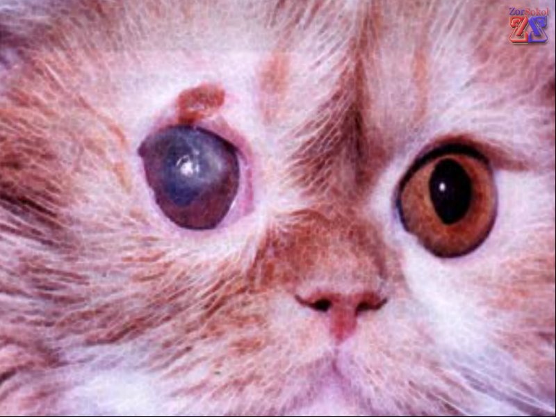 Вид язвы у котов Вид язвы у котов