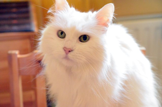 У кошек тоже бывает подобное У кошек тоже бывает подобное